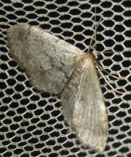 Idaea laevigata